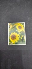 Card Sunflowers