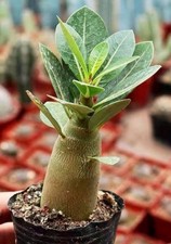 Rosa del desierto: planta de 1 año: Lucky Dip mezcla color: $43,99 cada uno franqueo gratuito