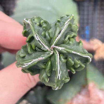1AM SUCCULENTS Rare Cactus - Astrophytum Myriostigma cv. Fukuryu (1.5"-2”)