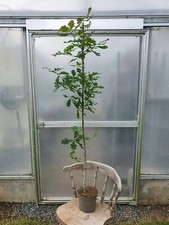 Quercus robur/English Oak Tree, Pendunculate, Native, Peat F, 3L 100-125cm