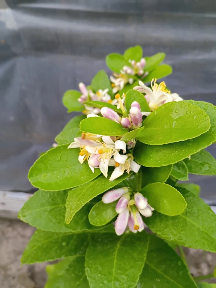Árbol de limón Meyer en maceta de 1 galón en flor Foto 3 de 4