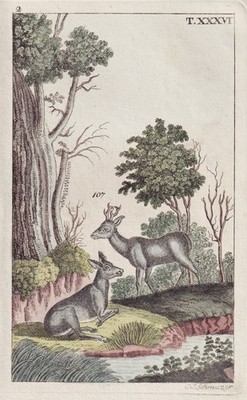 doe deer Reh rehe Kupferstich engraving Wilhelm 1800