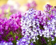 Toadflax Fairy Bouquet - Linaria Maroccana - 18,000x seeds - Flower