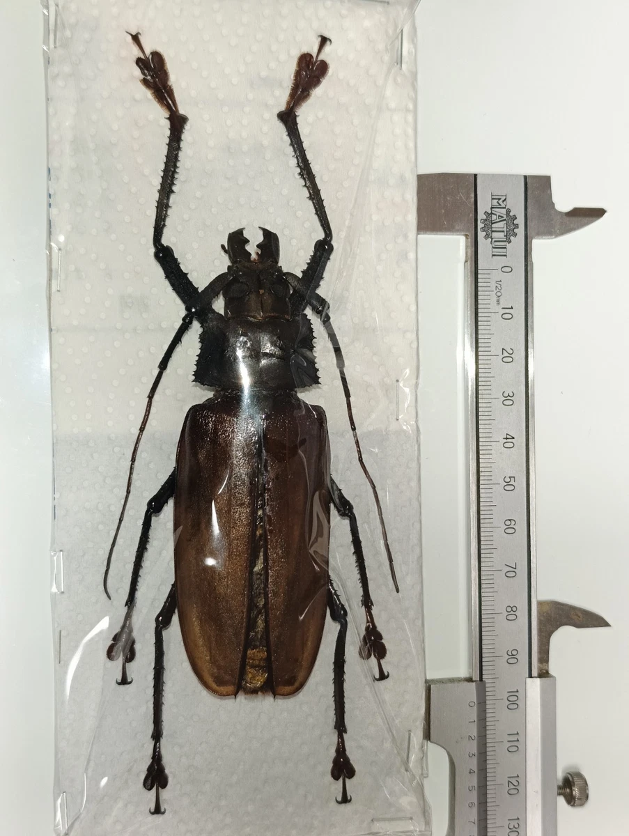 Beetle Collectibles for sale | eBay