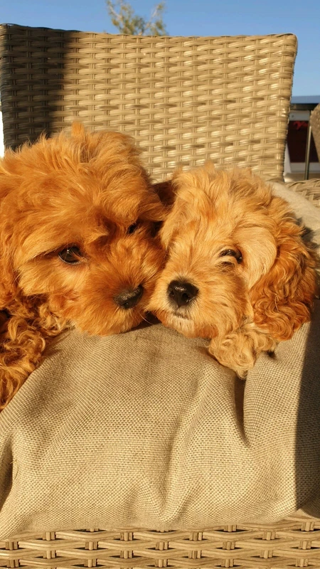 Toy Cavoodle Puppies Females Dogs Puppies Gumtree Australia Logan Area Tanah Merah 1254101915
