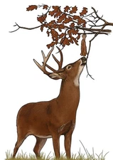 Mock Scrape 6 Pcs Kit, Doe Urine Scent All Season, Rope Setup