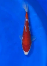 Kohaku Dainichi Japanese Imported Koi “10 Inch”