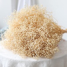 6000 Dried Baby's Breath Flowers Double Quantity Ivory White for DIY Wedding
