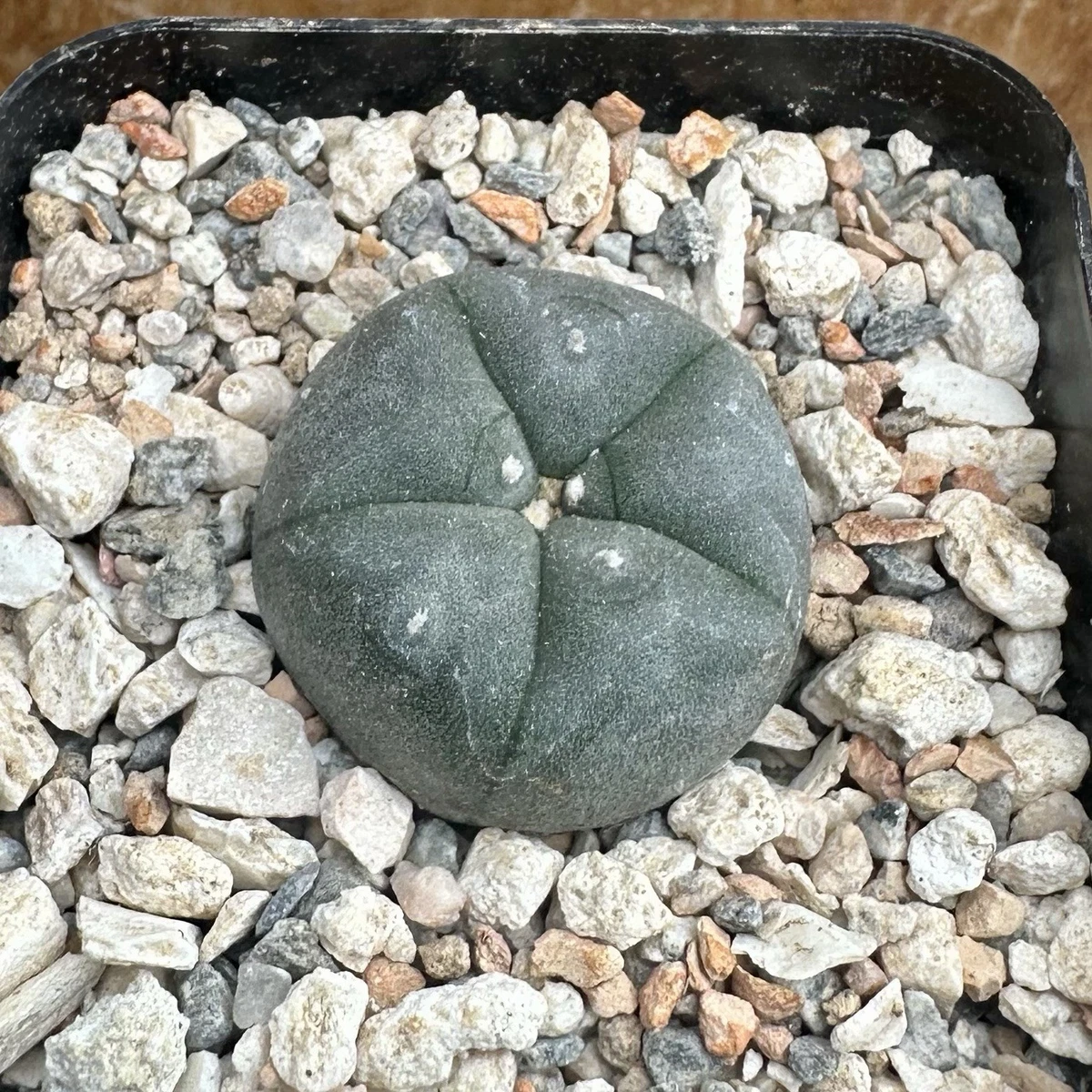 Cactus Copiapoa Cactis&Succulents for sale | eBay