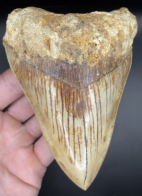 #ad #ad Quality 4.60” Indonesian Megalodon Shark Tooth Real Shark Teeth Fossils $210.00