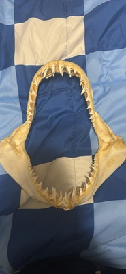#ad Large Bull Shark Jaws Awesome Huge Museum Quality 11” Educational Jaw $200.00