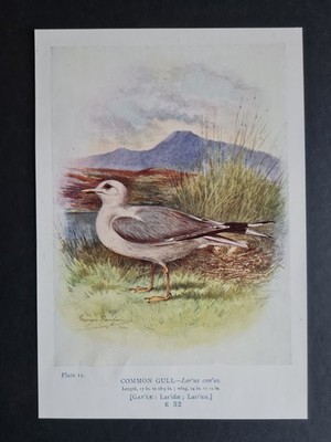 Antiker Druck von 1910 - Gemeine Möwe - Vögel - Ornithologie - George Rankin