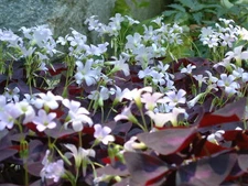 7 Bulbs of Oxalis Triangularis  / Wood Sorrel / Purple Shamrock GOOD LUCK Plant