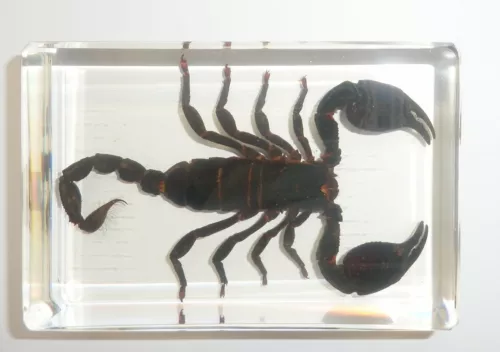 4.7" Black Scorpion Asian Forest Scorpion Clear Block Education Insect Specimen - Picture 3 of 10
