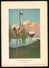 Leguatia gigantea – Original 1880s Prehistoric Giant Bird Lithograph