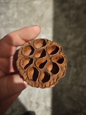 Dried Lotus Pod Heads Pack Of 7 Great For Terrarium.