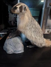 Full Mount Badger Taxidermy