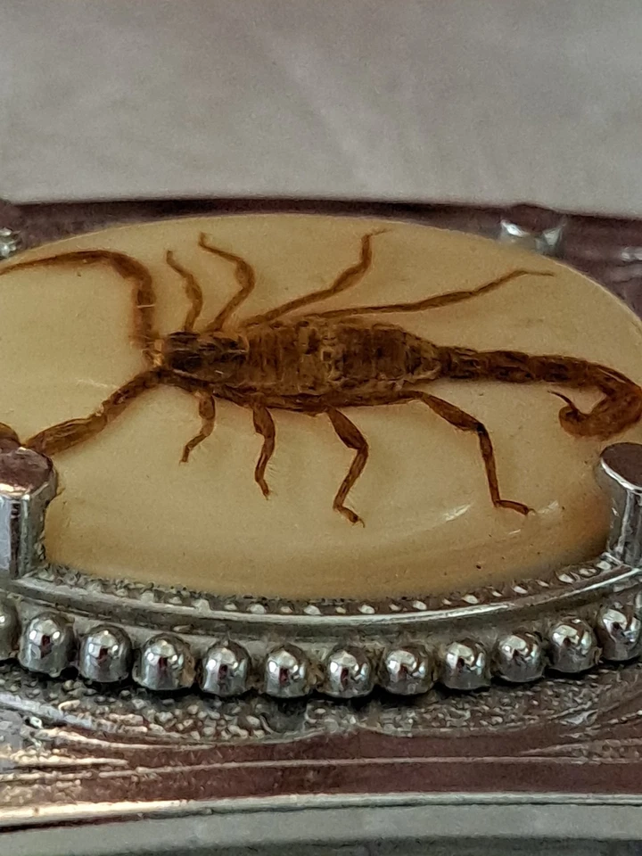 Hebilla de cinturón de escorpión real recubierta de resina tono plata vaquero rodeo desierto Foto 4 de 4