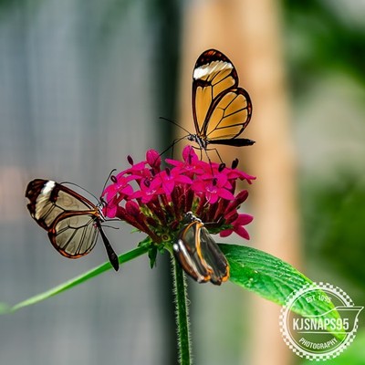 A trio of Butterflies, A piece of photography for the nature lover, Art