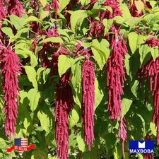 75 Amaranth Seeds -Amaranthus caudatus Non-GMO Heirloom Garden