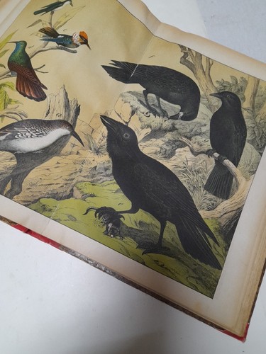 1878. Storia naturale degli uccellini. Con 30 doppi fogli colore. litogr. Pannelli - Foto 13 di 24