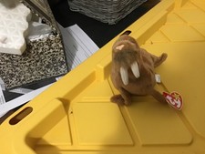 Paul the walrus DOB 2/23/99 Beanie Baby