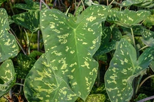 Live Variegated Taro Tropical Marginal Aquatic Pond Plant - Buy 2 Get 1 Free