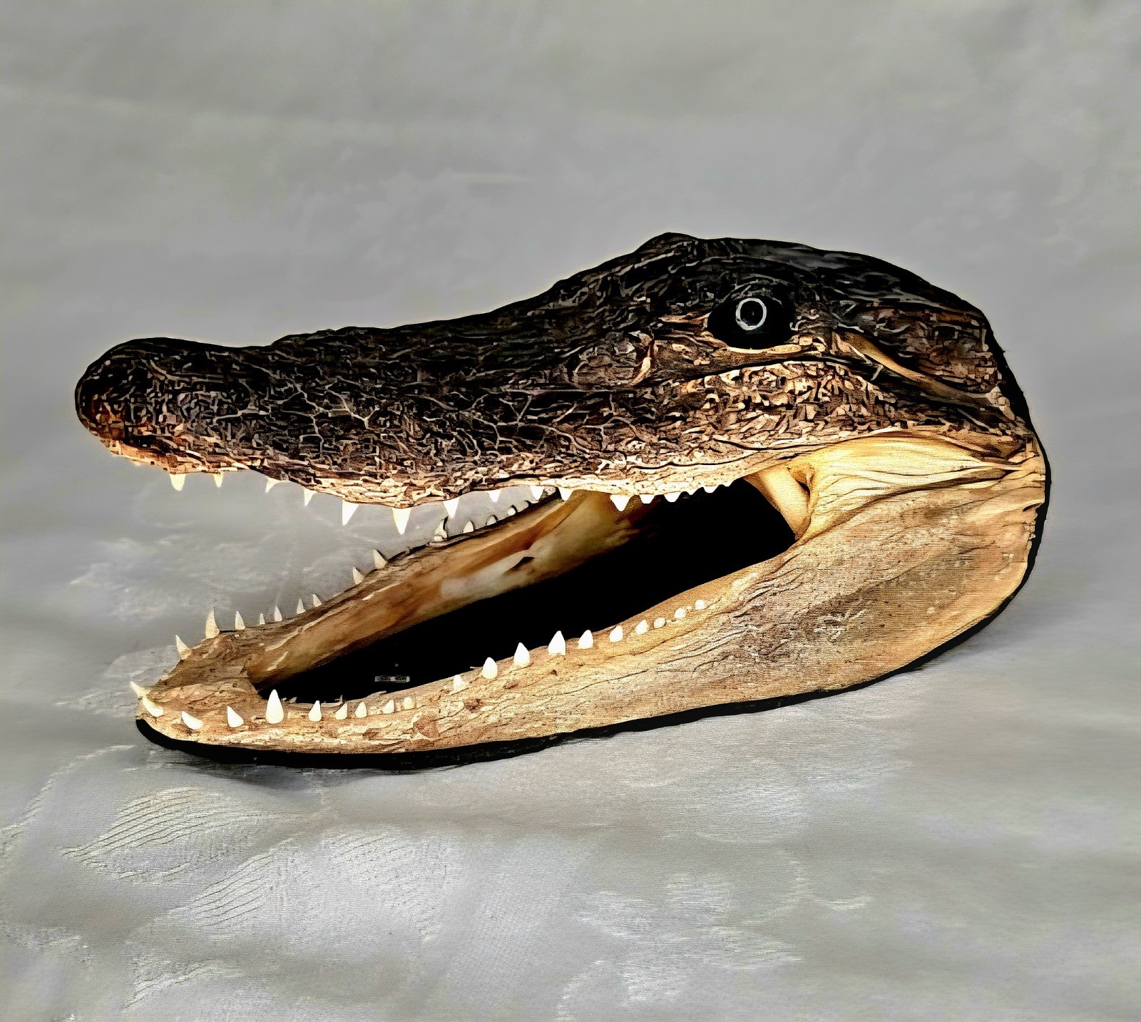 Authentic 7" American Alligator Head - Gator Daves Felt Lined Taxidermy Head
