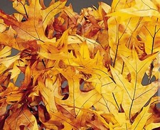 1 Gallon Dried Oak Leaves For Invertabrates, Reptiles, and Amphibians.