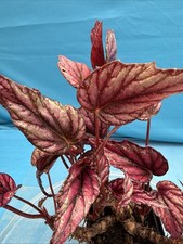 Begonia Robert Maclauchlan Colorful Leaves 4” Pot Shade Easy Care
