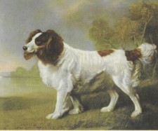 Land Spaniel Print - 1945 Vintage Dog Art Print - Matted