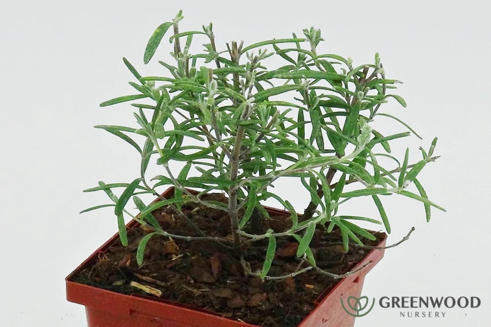 Live ARP ROSEMARY Plant / Rosmarinus Officinalis - [3.5" Pot] - Perennial - Image 2 of 4