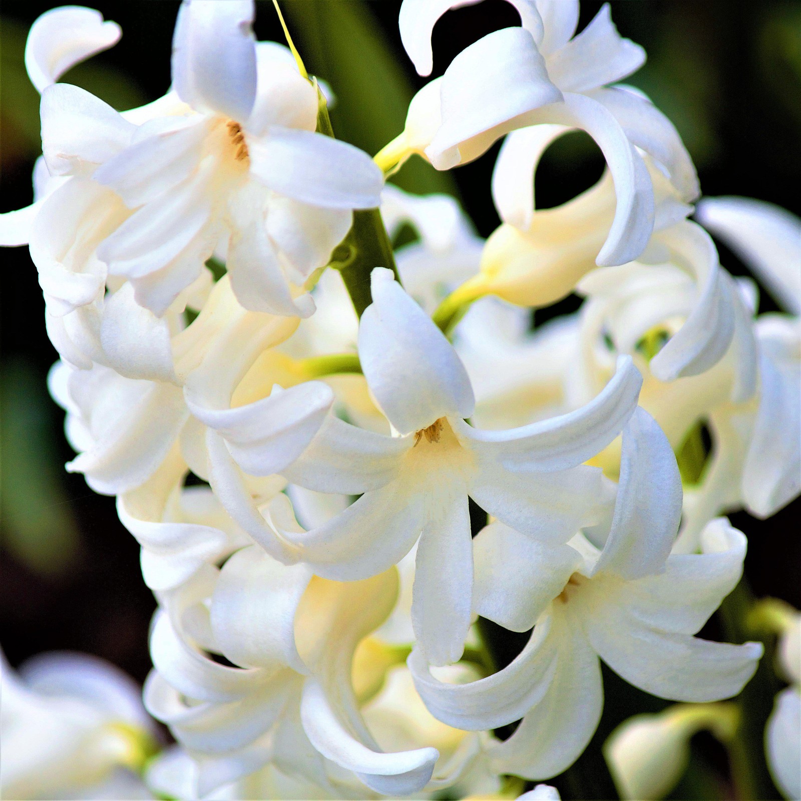 Easy to Grow Hyacinth White Pearl 10 Plant Bulbs, Spring Flowers Zones 4-8