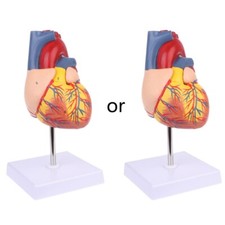 Disassembled Anatomical Human Heart Model Anatomy Medical Teaching Tool
