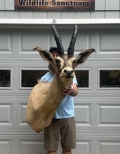 Massive Vintage African Roan Shoulder Mount Horn Deer Taxidermy Cabin Decor