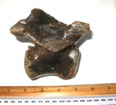 Pleistozän Steppenbison Eiszeit Säugetier Fossil Wirbel Ausgestorbene Art #5
