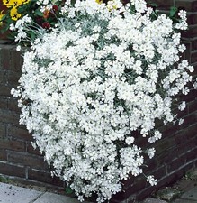 Cerastium Plug Plants Snow In Summer Garden Flower Perennial Hardy, Pack of 3