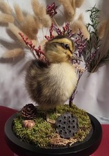 Beautiful Duckling Emerging Through Flowers Dome Display