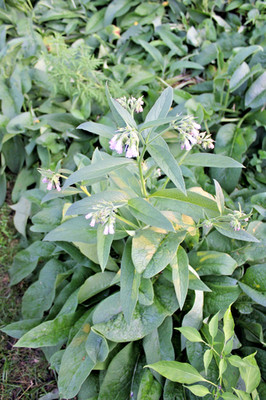 18 Pieces Live Russian Organic Comfrey Roots for Planting New Plants