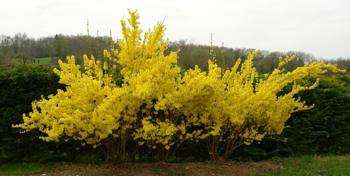 Weeping Forsythia {Forsythia suspensa}20+ seeds Free Shipping! | eBay