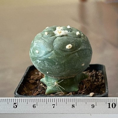 A41 -98 Cactus alberto-vojtechii, VM 867, (Grafted)