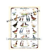 Breeds of ducks farm backyard geese metal tin sign plaque wall hanging