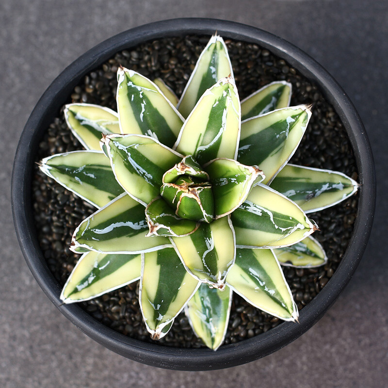 Agave victoriae reginae variegated'Kizan' Succulent potted
