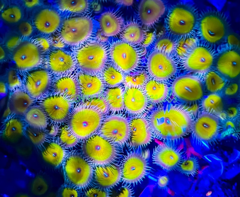 Cornbred's Captain Jerk Palys - 2-3 POLYP - Frag - LIVE CORAL
