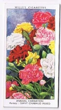 Wills Cigarette Card Garden Flowers #11 Annual Carnation Giant Chabaud Mixed