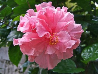20 Double Pink Hibiscus Seeds Perennial Hardy Flower Garden Exotic Seed 369  | eBay