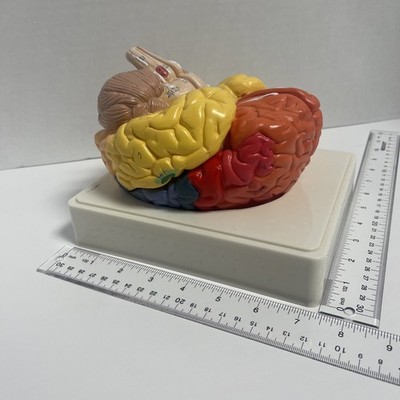 Teaching Model of Colorful Brain Structure Anatomy Model - Numbered Structure
