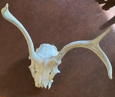 real deer skull