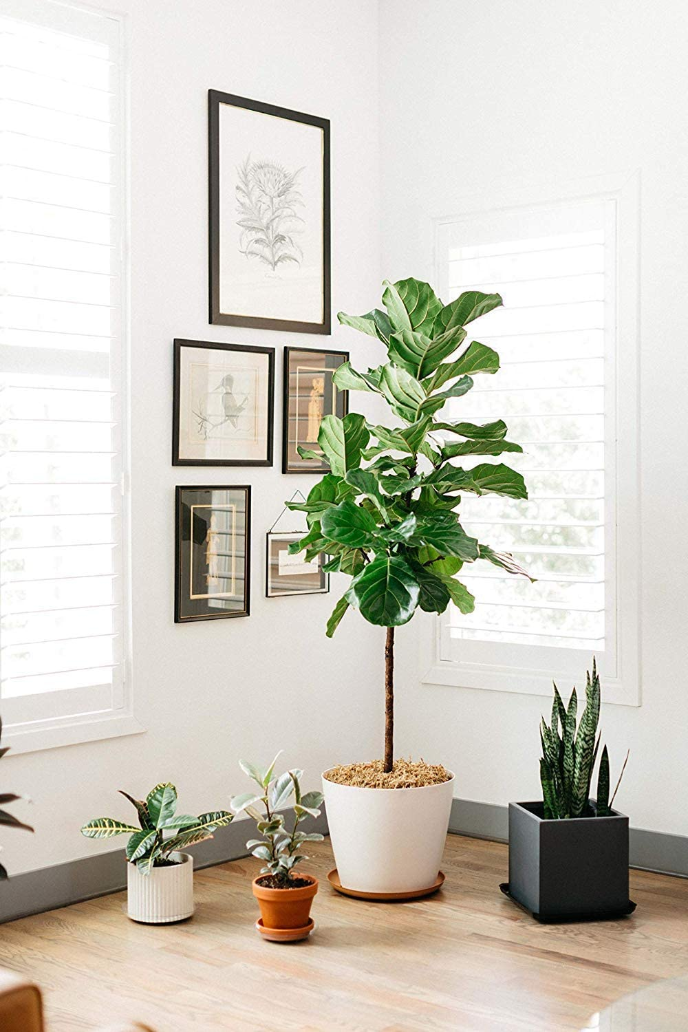 Curtis Wagner Plastics Plant Hanging Basket Drip Pans (5Pack) Clear