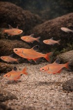 6 Longfin Serpae Tetra